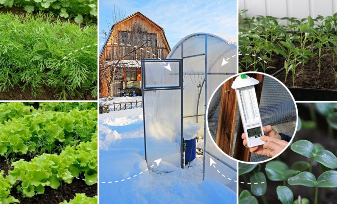 Выращивание зелени в теплице: хобби, которое может стать бизнесом